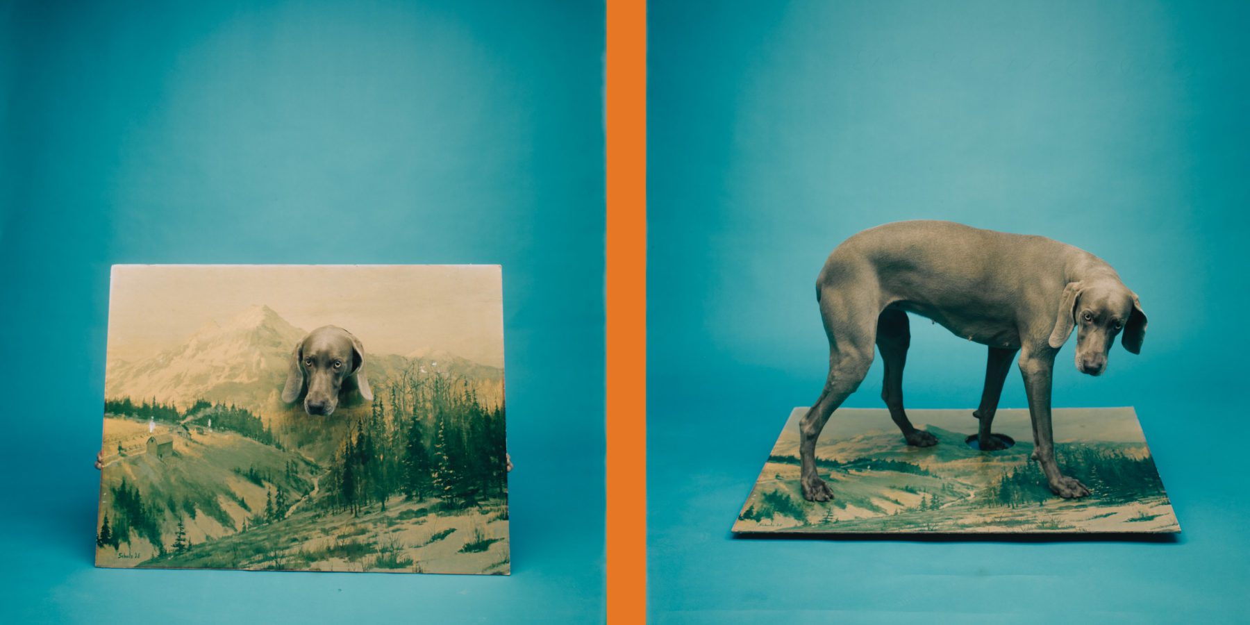 William Wegman: Outside In Member Preview