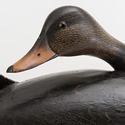 black duck