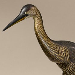 blue heron