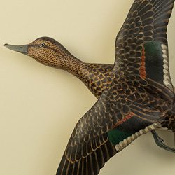 flying teal