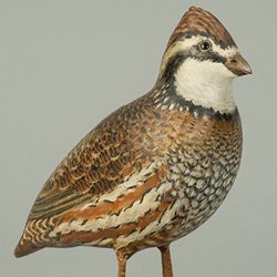 quail