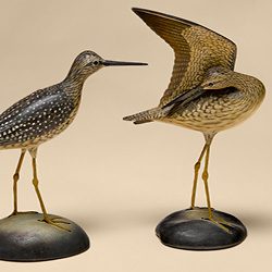 standing yellowlegs